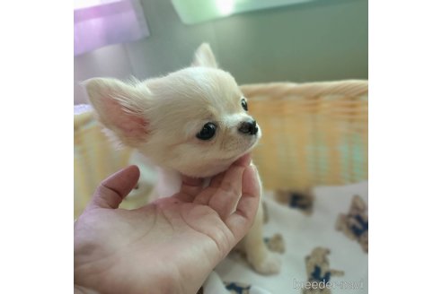 成約済の北海道のチワワ(ロングコート)-253127の7枚目