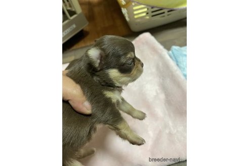成約済の滋賀県のチワワ(ロングコート)-259005の2枚目