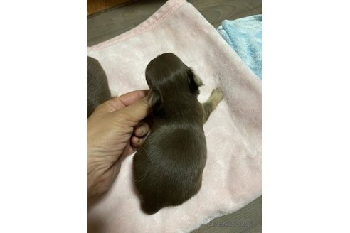 成約済の滋賀県のチワワ(ロングコート)-259005の4枚目