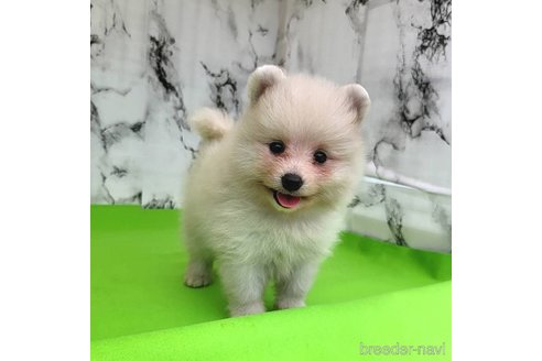 成約済の茨城県のポメラニアン-257209の8枚目