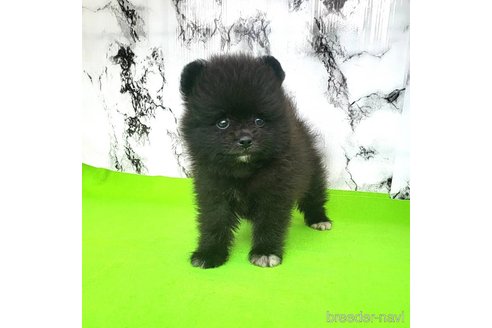 成約済の茨城県のポメラニアン-257210の55枚目