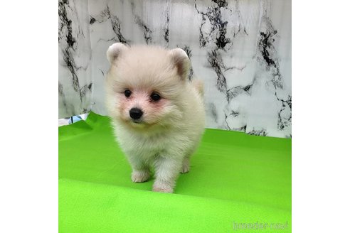 成約済の茨城県のポメラニアン-257209の5枚目