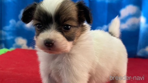 子犬