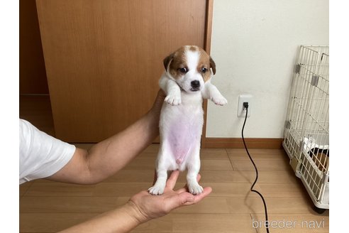 成約済の千葉県のジャックラッセルテリア-259046の10枚目