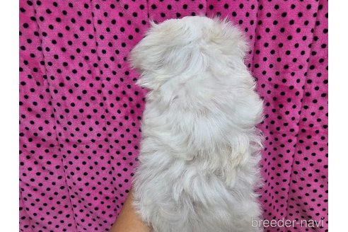 成約済の京都府のマルチーズ-256949の4枚目