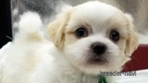 商談中の東京都のミックス犬-259064