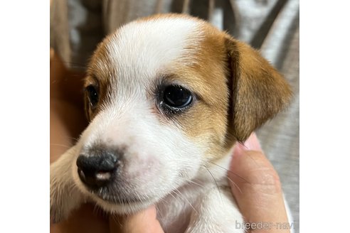 成約済の千葉県のジャックラッセルテリア-259081の5枚目