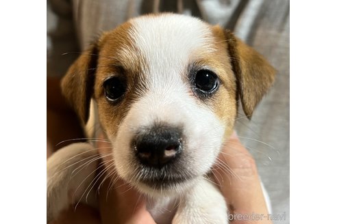 成約済の千葉県のジャックラッセルテリア-259081の6枚目