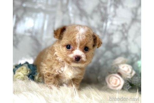 成約済の福岡県のチワプー:チワワ×トイプードル-257028の2枚目