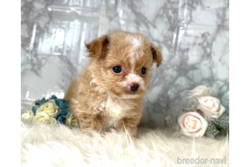 成約済の福岡県のチワプー:チワワ×トイプードル-257028の3枚目