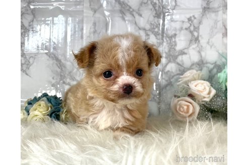 成約済の福岡県のチワプー:チワワ×トイプードル-257028の5枚目