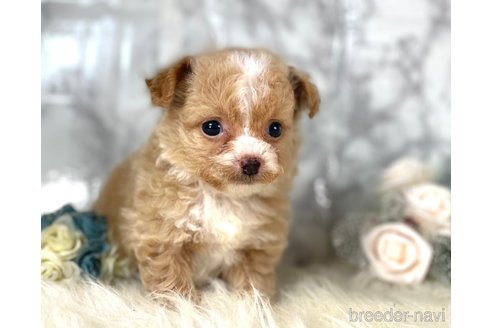 成約済の福岡県のチワプー:チワワ×トイプードル-257028の6枚目