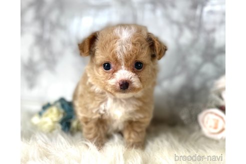 成約済の福岡県のチワプー:チワワ×トイプードル-257028の4枚目