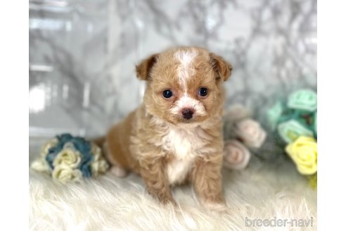 成約済の福岡県のチワプー:チワワ×トイプードル-257028の7枚目