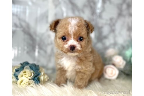 成約済の福岡県のチワプー:チワワ×トイプードル-257028の8枚目