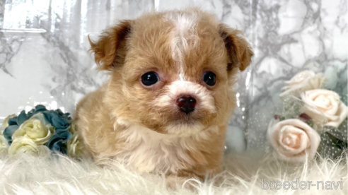 成約済の福岡県のチワプー:チワワ×トイプードル-257028