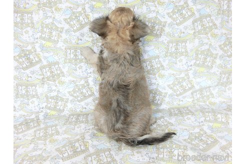 成約済の千葉県のチワワ(ロングコート)-254821の20枚目