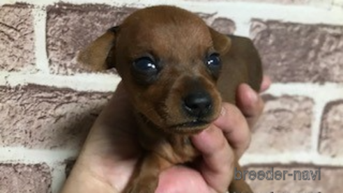 成約済の埼玉県のミニチュアピンシャー(ミニピン)-254669の23枚目
