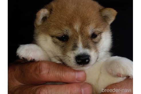 成約済の鹿児島県の豆柴-255434の3枚目