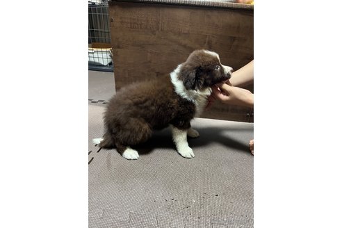 成約済の東京都のボーダーコリー-253328の4枚目
