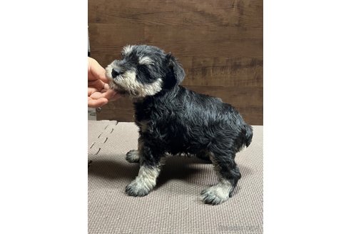 成約済の東京都のミニチュアシュナウザー-255991の10枚目