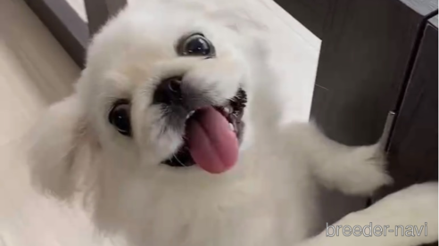 成約済の福岡県のペキニーズ-234382の4枚目