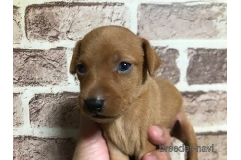 成約済の埼玉県のミニチュアピンシャー(ミニピン)-257745の6枚目