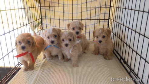 成約済の茨城県のマルプー:マルチーズ×トイプードル-259226の1枚目