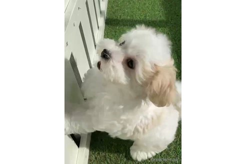 成約済の福岡県のマルチーズ-253669の11枚目