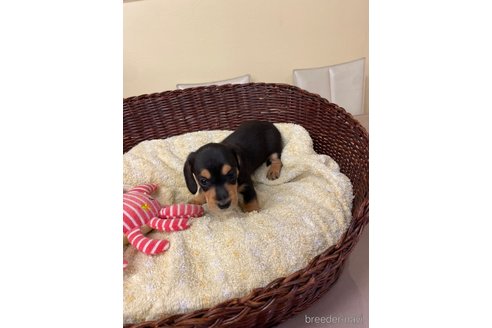 成約済の愛知県のミニチュアダックスフンド(スムースヘアード)-259239の2枚目