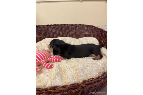 成約済の愛知県のミニチュアダックスフンド(スムースヘアード)-259239の3枚目