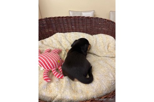 成約済の愛知県のミニチュアダックスフンド(スムースヘアード)-259239の5枚目