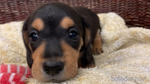 成約済の愛知県のミニチュアダックスフンド(スムースヘアード)-259239