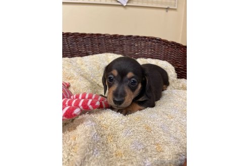 成約済の愛知県のミニチュアダックスフンド(スムースヘアード)-259245の2枚目
