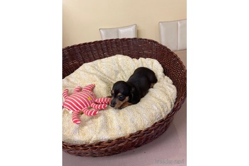 成約済の愛知県のミニチュアダックスフンド(スムースヘアード)-259245の3枚目