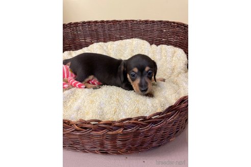 成約済の愛知県のミニチュアダックスフンド(スムースヘアード)-259245の5枚目