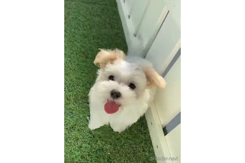 成約済の福岡県のマルチーズ-253672の11枚目