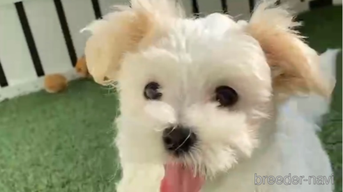 成約済の福岡県のマルチーズ-253672の9枚目