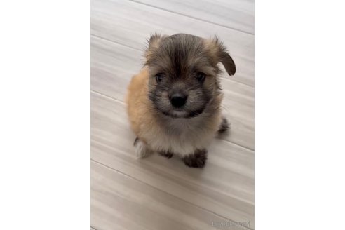 成約済の福岡県のチワマル:チワワ×マルチーズ-255692の6枚目