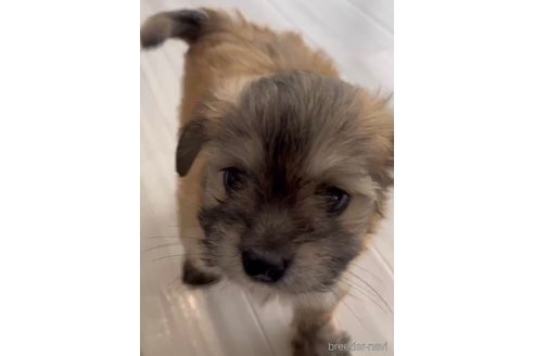 成約済の福岡県のチワマル:チワワ×マルチーズ-255692の4枚目