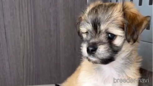 成約済の福岡県のチワマル:チワワ×マルチーズ-255692の3枚目