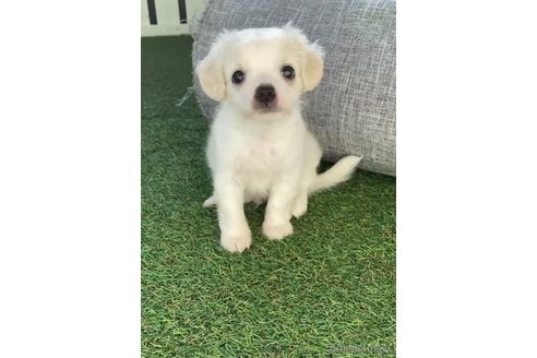 成約済の福岡県のチワマル:チワワ×マルチーズ-255690の8枚目
