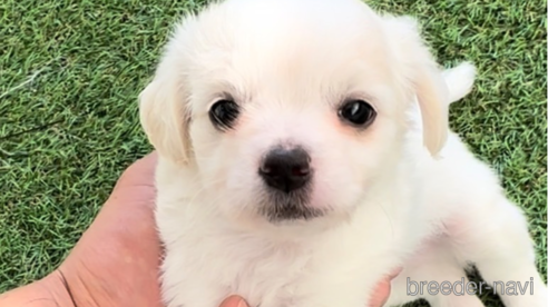 成約済の福岡県のチワマル:チワワ×マルチーズ-255690の7枚目