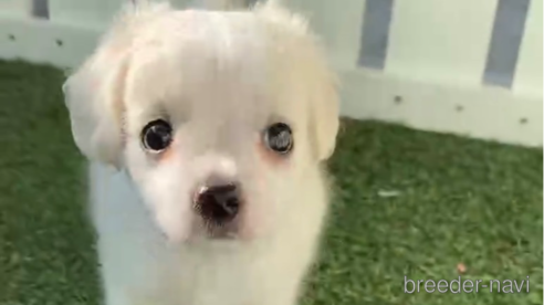 成約済の福岡県のチワマル:チワワ×マルチーズ-255690の6枚目