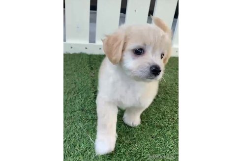 成約済の福岡県のチワマル:チワワ×マルチーズ-255691の7枚目