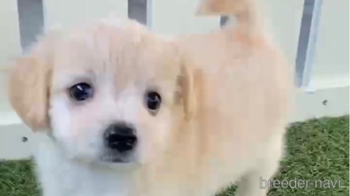 成約済の福岡県のチワマル:チワワ×マルチーズ-255691の6枚目