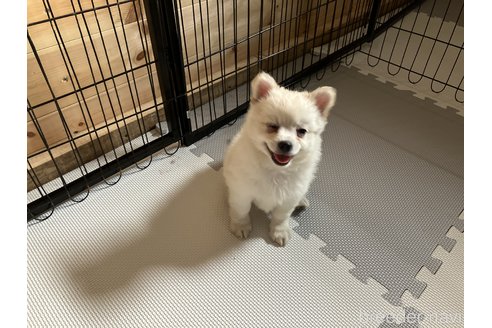 成約済の福島県のミックス犬-255136の1枚目