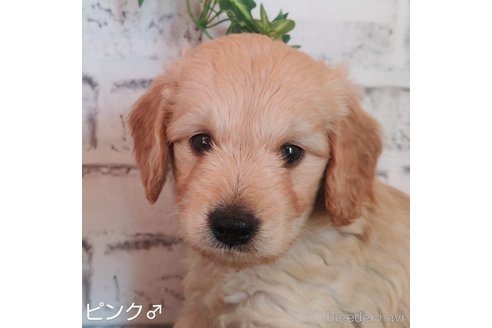 成約済の埼玉県のゴールデンドゥードル:ゴールデンレトリーバー×プードル-255378の7枚目