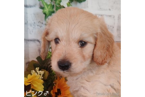 成約済の埼玉県のゴールデンドゥードル:ゴールデンレトリーバー×プードル-255378の6枚目