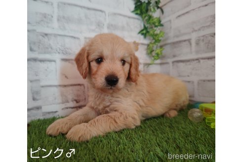 成約済の埼玉県のゴールデンドゥードル:ゴールデンレトリーバー×プードル-255378の5枚目